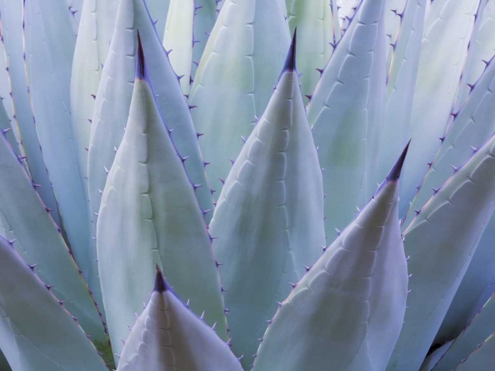 TX, Guadalupe Mts NP New Mexican agave plant